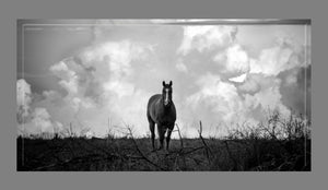 'Billy and the Storm' Canvas Print - Black and White