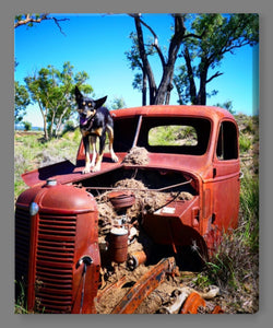 'Kelpie and the Old Truck' Canvas Print