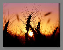 'Wheat Field Sunset' Canvas Print