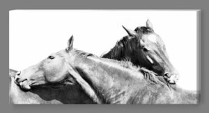 'Mocca and Filly' - Black and White Canvas Print