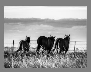 'Heading Home' Canvas Print - Black and White